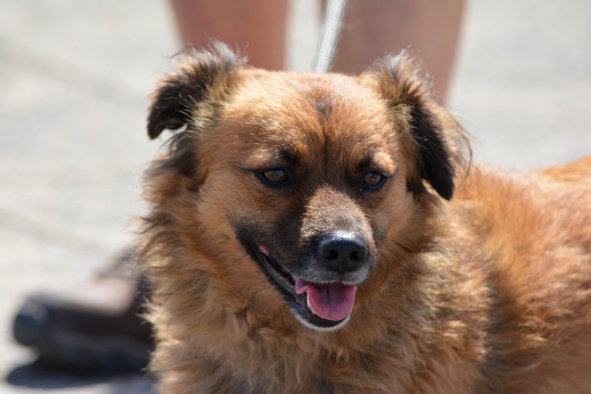 Dog portrait in natural light